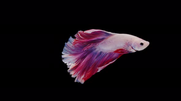 Siamese fighting fish (Betta splendens)