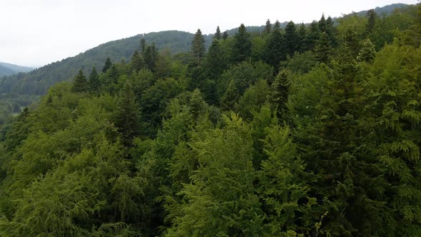 Aerial view low over mountain forest, cloudy day in Ukraine - rising drone shot