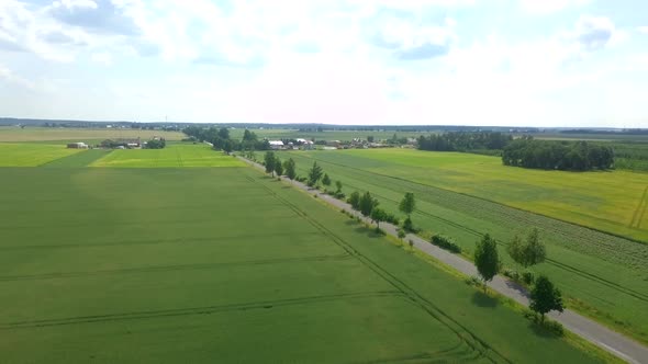 AERIAL with Beautiful Young Green Fields and Asphalt Road
