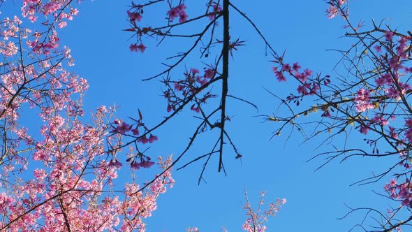 Wild Himalayan Cherry Spring Blossom in Garden