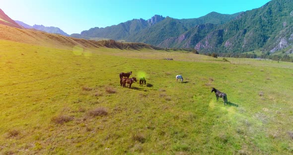 Flight Over Wild Horses Herd on Meadow. Spring Mountains Wild Nature. Freedom Ecology Concept