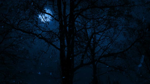 Moon Behind Tall Bare Trees In Snowfall