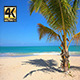 Coconut Tree On The Beach - VideoHive Item for Sale