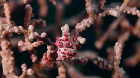 A tiny pink Pygmy Seahorseing about on a sea fan coral