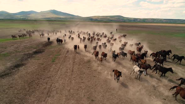 Horses Running Cappadocia