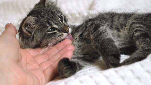 Female's Hand Stroking a Small Cat