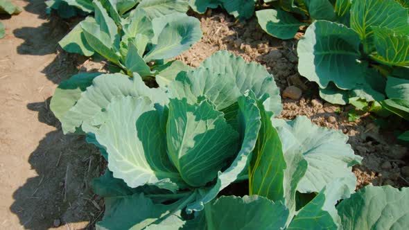 Close Cabbage Plant Grows in Line on Large Field at Sunlight