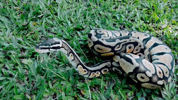 Close up on python ball on the grass.