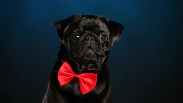 A Black Pug in a Red Bow Tie Sits and Looks Around