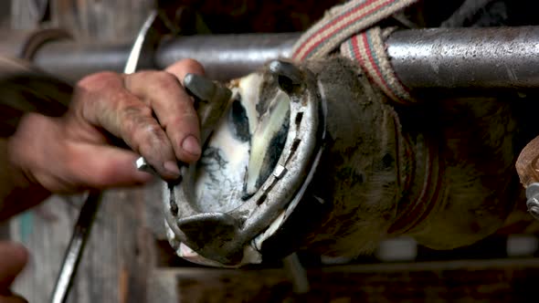 Blacksmith Placing Metal Horseshoe to Horse Hoof