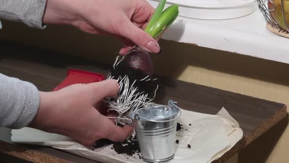 A Woman Transplants A Hyacinth Into A Decorative Bucket. Clears Roots Of Excess Soil. Close Up.