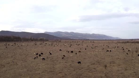 Aerial view herd of cows and calves grazing in meadow in Caucasus mountains at sunset winter. Russia