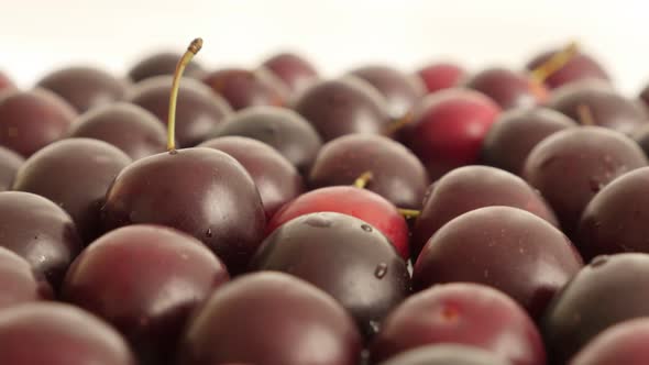 Prunus cerasifera organic fruit on table 4K 2160p 30fps UltraHD footage - Red  cherry plum  close-up