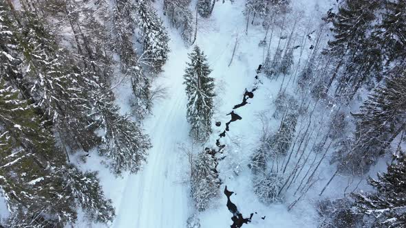 Aerial View on Winter Coniferous Carpathian Forest Near the Tops of the Trees in the Snowy Mountains