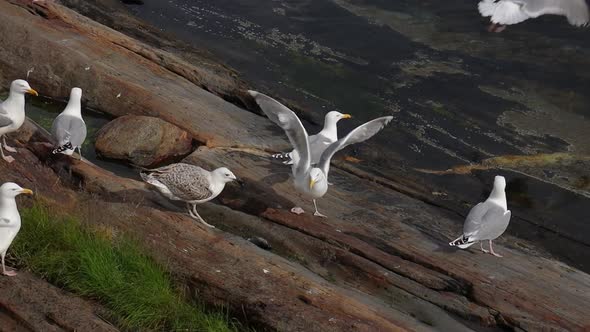 Seagulls Fight Over the Giblets of Fish on the Shore of a Fjord in Norway
