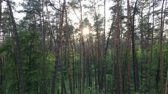 Wild Forest Landscape on a Summer Day