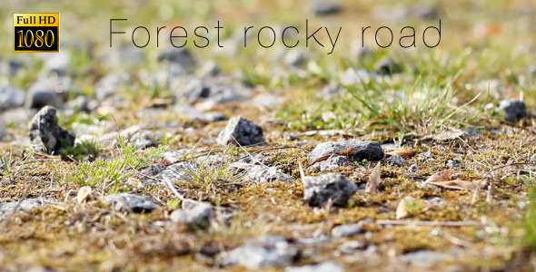 Forest Rocky Road