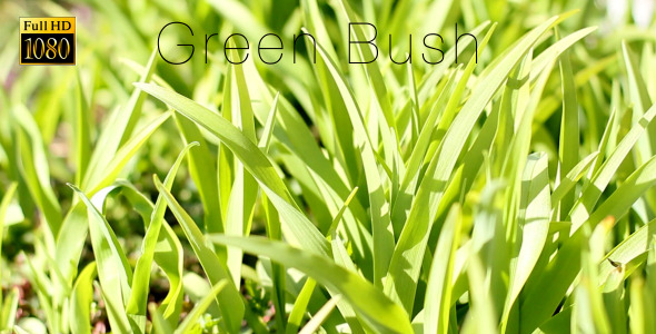 Green Bush 6