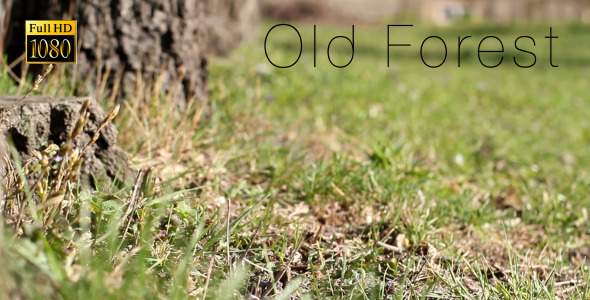 Old Forest 7