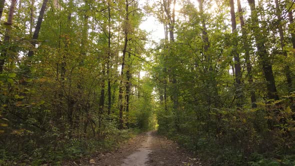 Forest with Trees in an Autumn Day