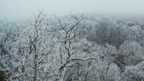 Forest covered with snow. Aerial view of snowy mountain trees in the middle of the winter