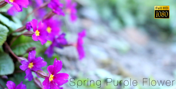Sprring Purple Flower 3