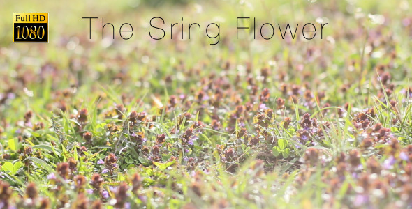 The Sring Flower