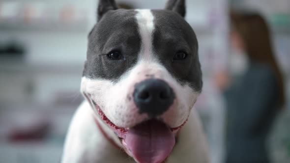 Front View Headshot of American Staffordshire Terrier Looking at Camera with Blurred Women Talking