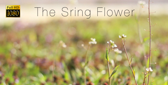 The Sring Flower 2