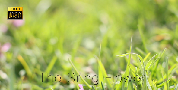 The Sring Flower 7