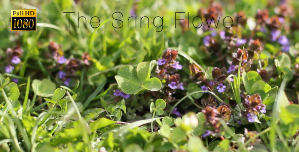 The Sring Flower 8 alt