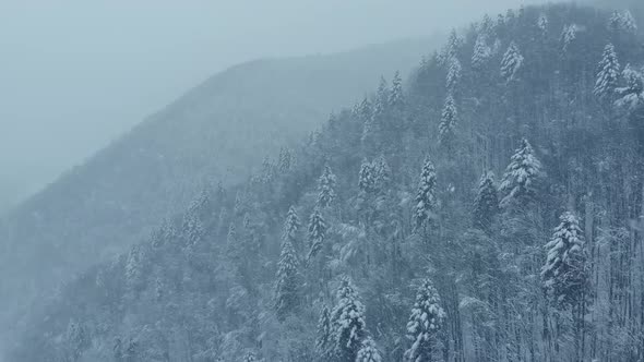 Aerial shot: spruce and pine winter forest completely covered by snow.