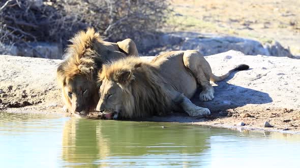 Two massive male African Lions drink water side by side, South Africa