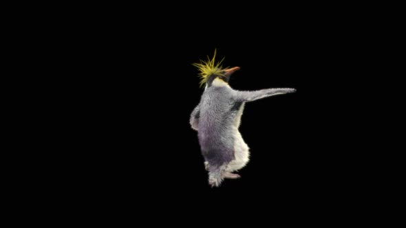 87 Penguin Samba Dancing HD