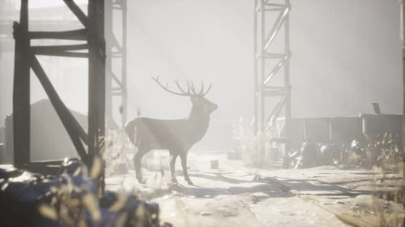 Wild Deer Rooming Around the Streets in Abandoned City