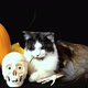 Happy Halloween - VideoHive Item for Sale