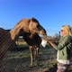 Woman Feeding Dromedary of Australia - VideoHive Item for Sale