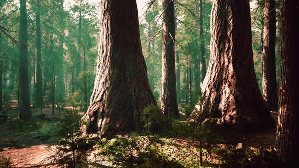 Giant Sequoias in the Giant Forest Grove in the Sequoia National Park