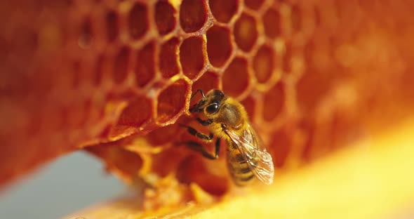 Working Bee on Honeycomb