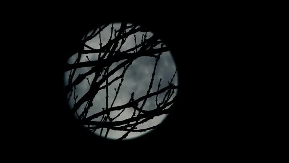 Branches In Front Of The Moon Late At Night