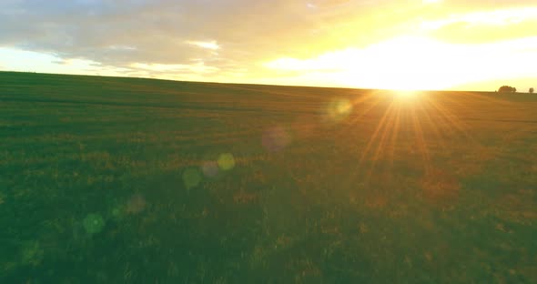 Flight Above Rural Summer Landscape with Endless Yellow Field at Sunny Summer Evening