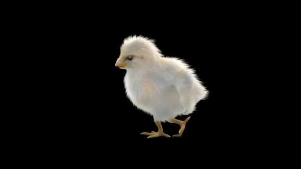 11 Baby Chicks Dancing HD