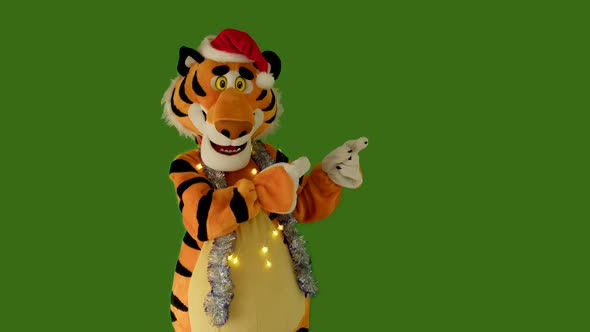 Tiger in Red Hat and Tinsel Points with His Paws at Empty Place for Text on Green Screen Chromakey