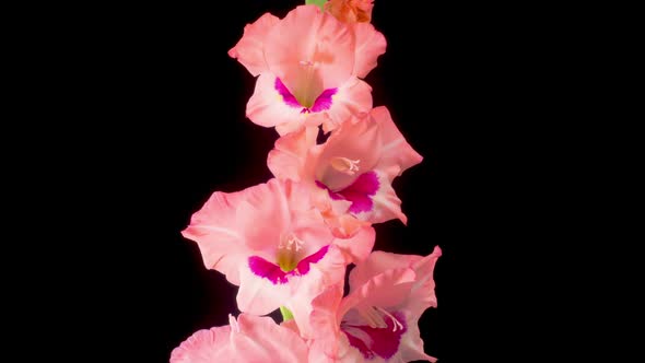 Time lapse of Opening Pink Gladiolus Flower