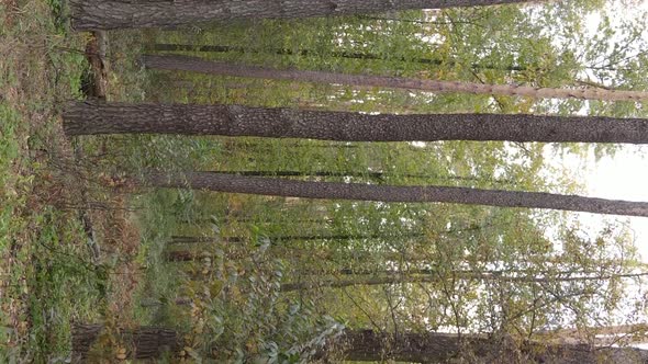 Vertical Video Autumn Forest with Trees in Ukraine Slow Motion