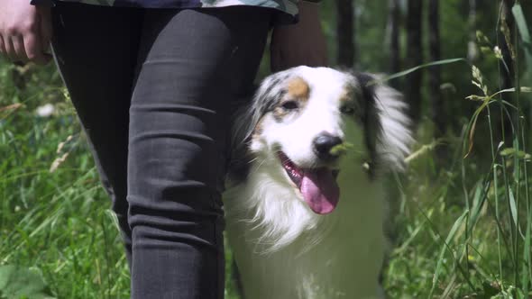 Australian Shepherd on the Grass