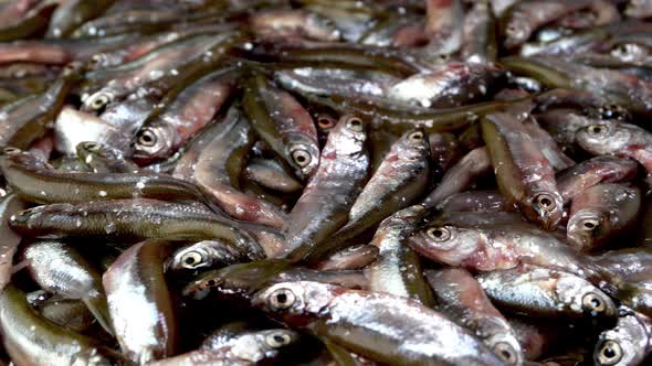 Many small little fish anchovy, tyulka, sprats, seafood background fresh raw food.