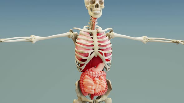 Human anatomy, organs, bones. unstructured showing parts, 3d render,