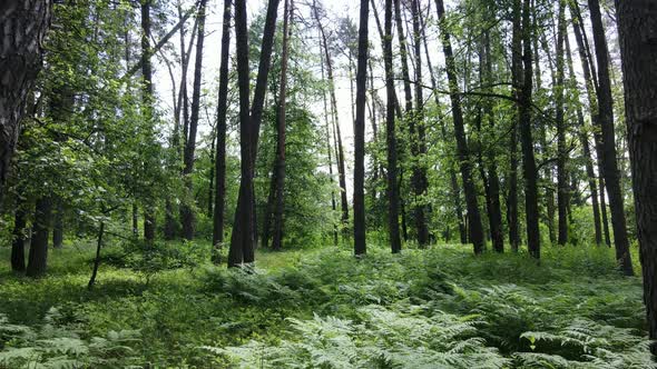 Trees in the Forest By Summer Day