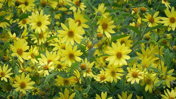 Bright Yellow Flowers In Breeze